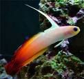 firefish.jpg