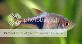 harlequin_rasbora.jpg