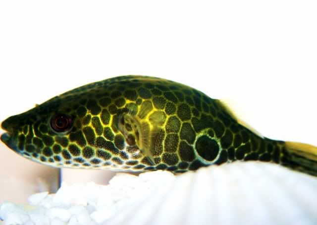 Puffer.jpg