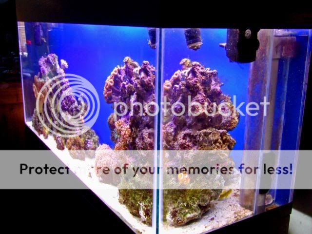 2009_0702Reef0224a.jpg