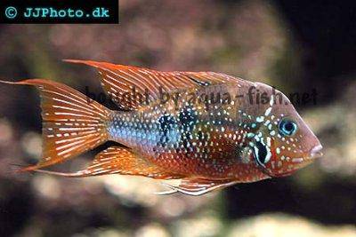 blue-flash-profile.jpg