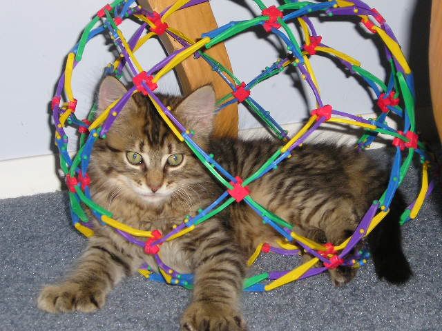 Catballfun011.jpg