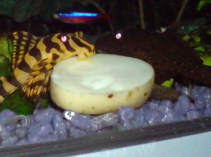 DSC00008.jpg