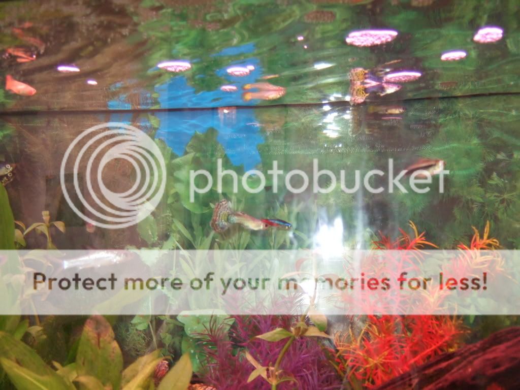 fishtankphotos097.jpg