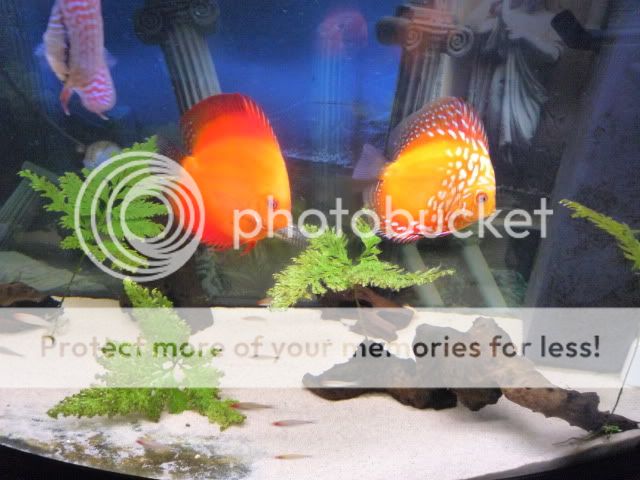 P1000881.jpg