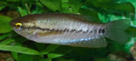 Femalegourami.jpg