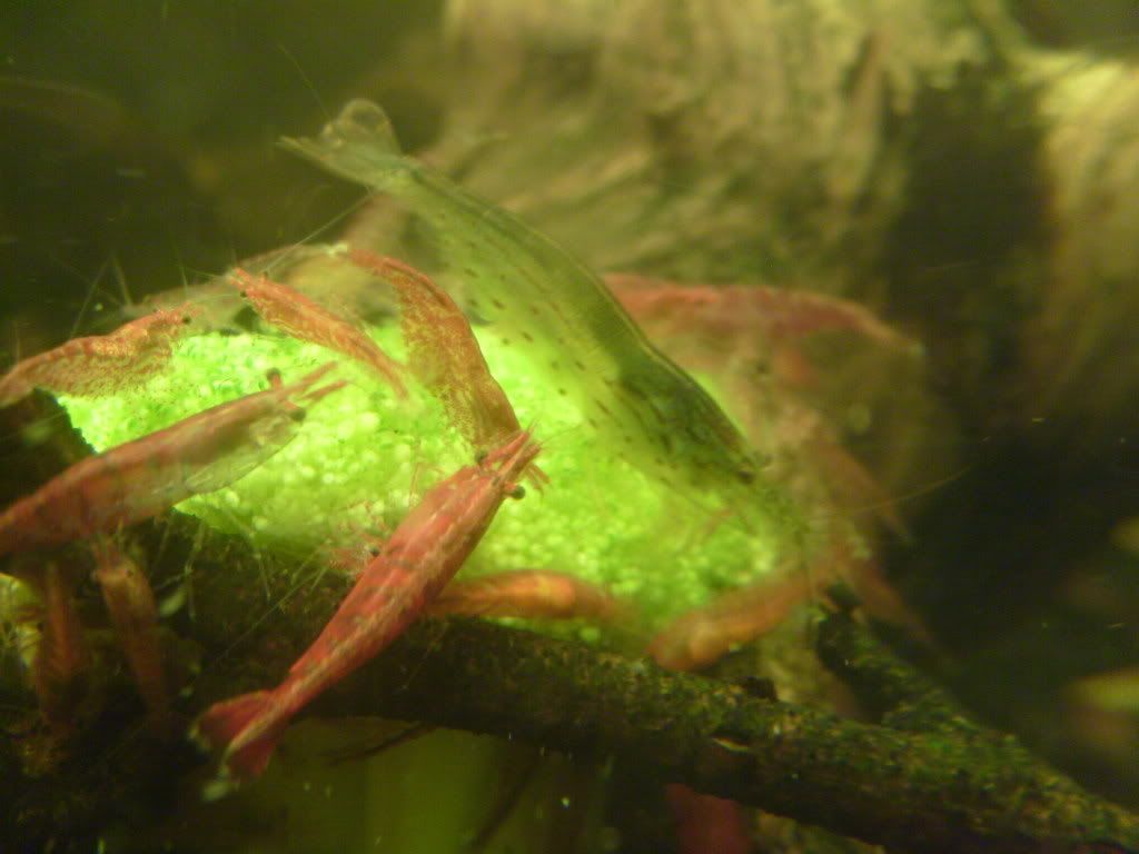 S7003898.jpg