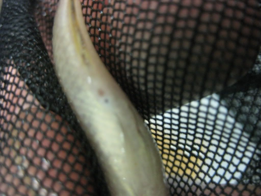 JewelCichlids062.jpg