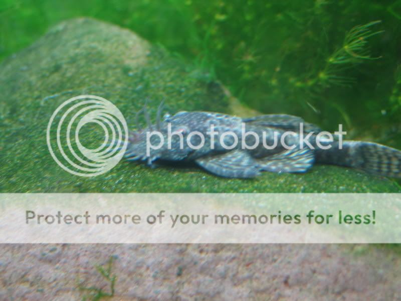 Fish025.jpg