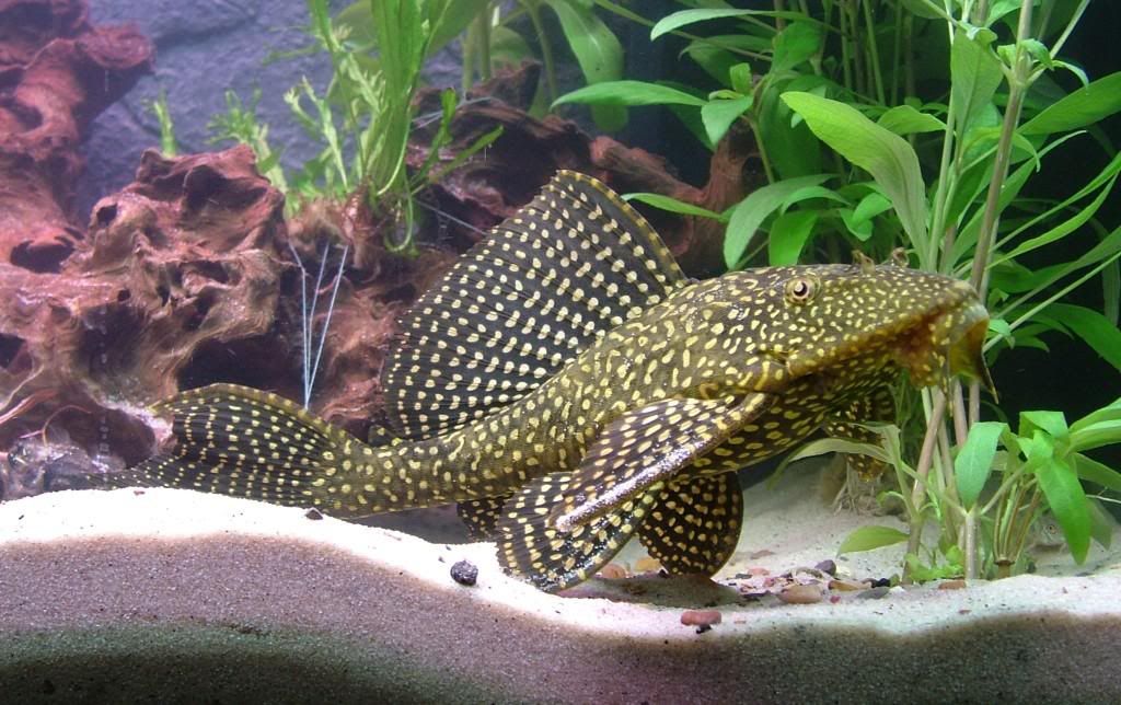 plec.jpg