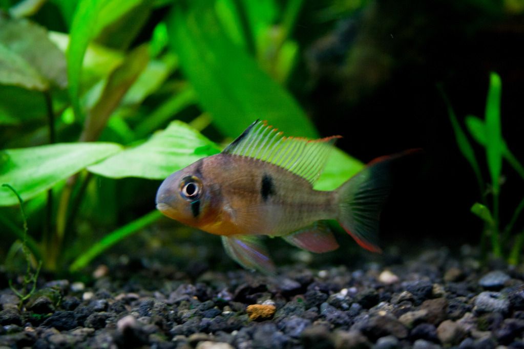 Fish-5.jpg
