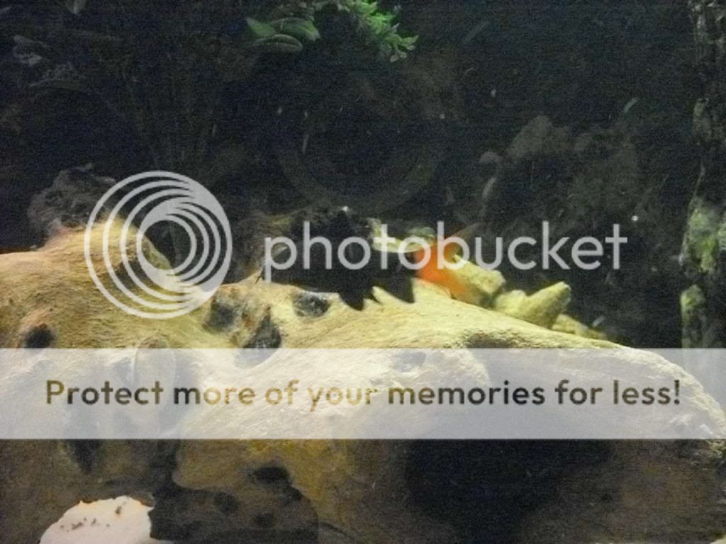 SDC11318.jpg