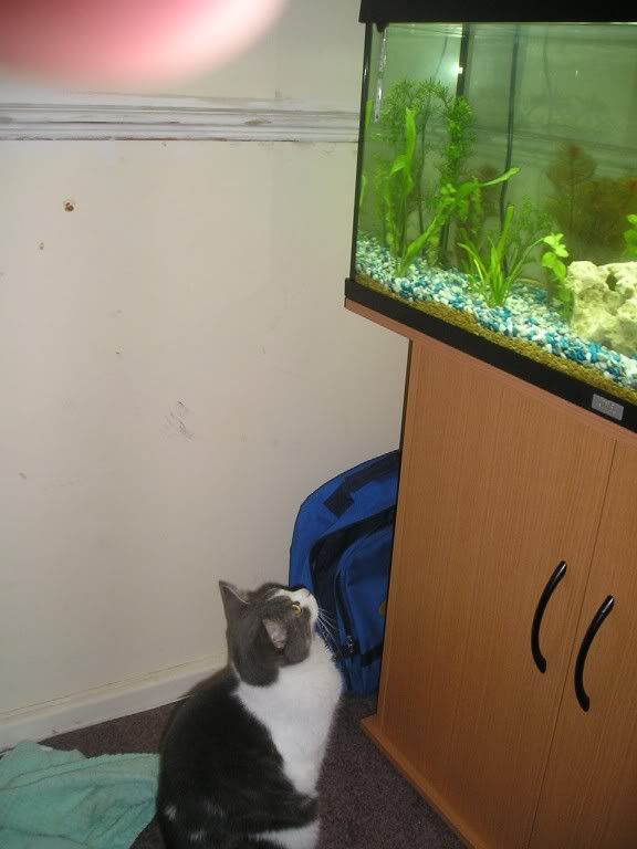 worthyandthefishys.jpg