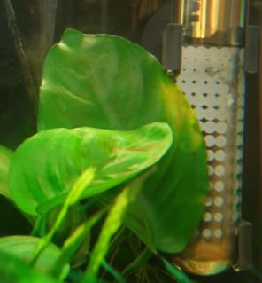 anubias.jpg