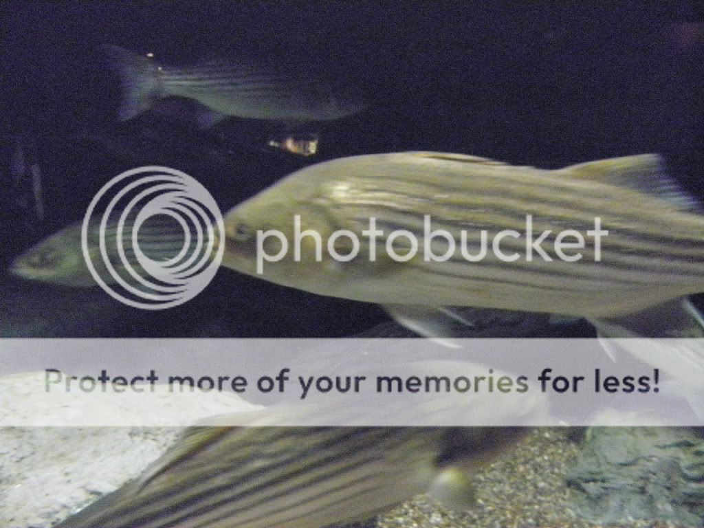 Aquarium35.jpg
