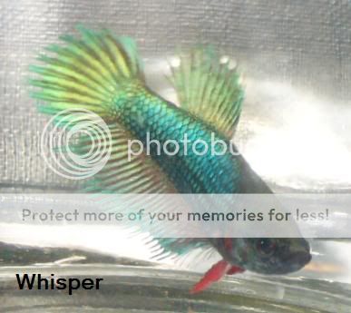 whisper1.jpg