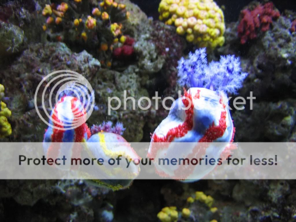 Seacukes.jpg