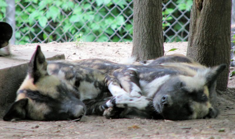 AfricanHuntingDogforTFF.jpg