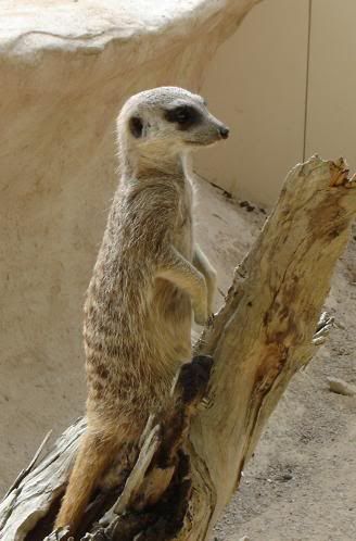 Meercatstanding.jpg