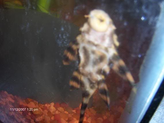 goldstripepleco3.jpg