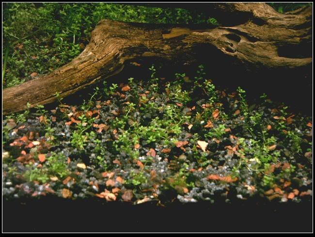 plantedtank4thjune2006framed3.jpg