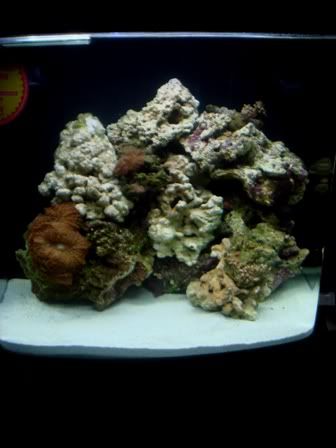 coral4.jpg