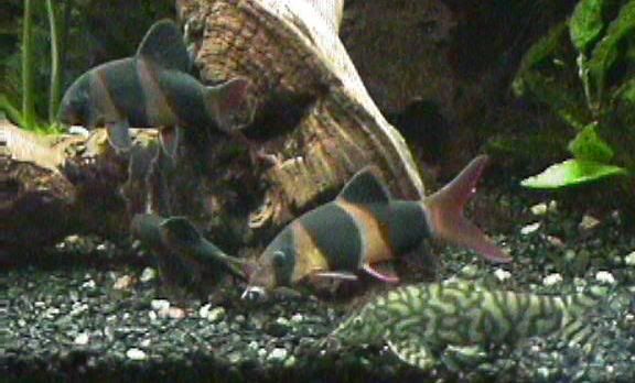04_08_14Loaches.jpg
