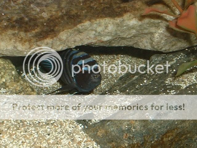 fish_037.jpg