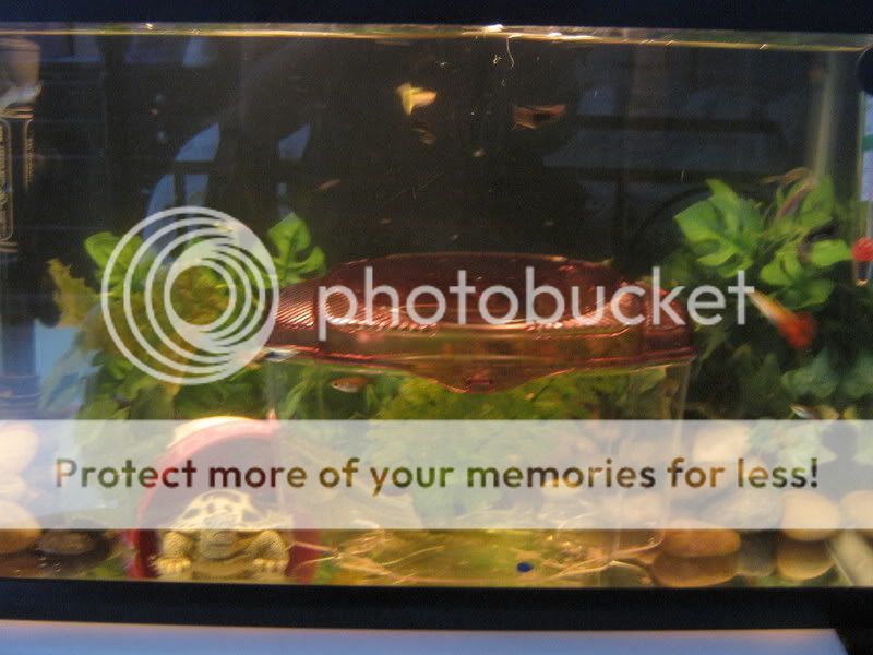 fishtank001.jpg
