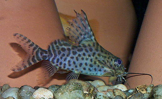 featherfin-spotted-3.jpg