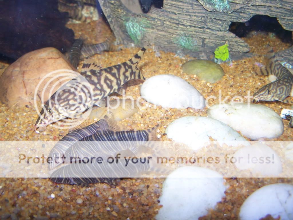 100_6033.jpg
