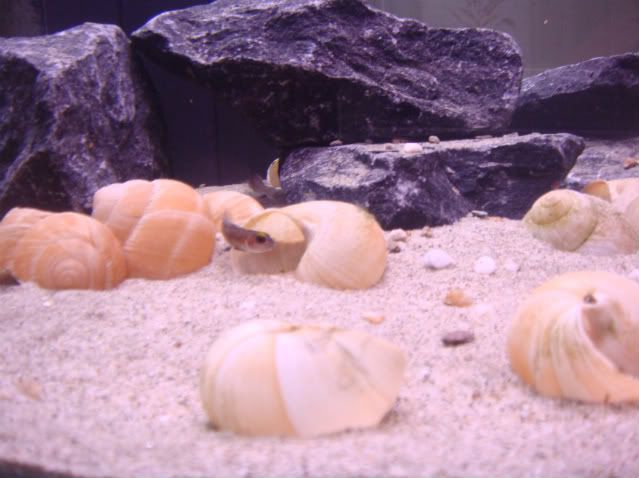shelliebiotope016.jpg