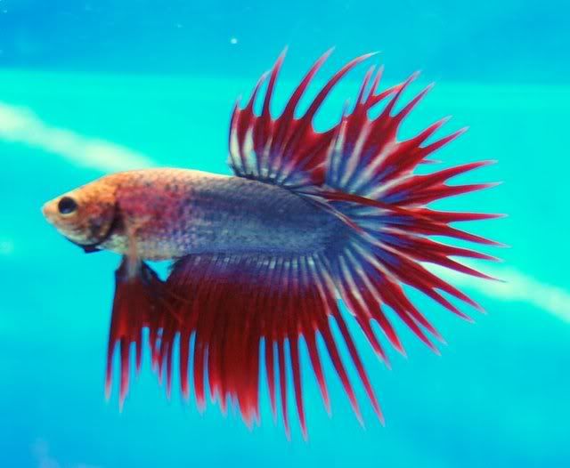 aquafiesta173.jpg