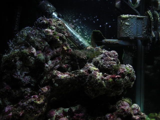 algae016.jpg