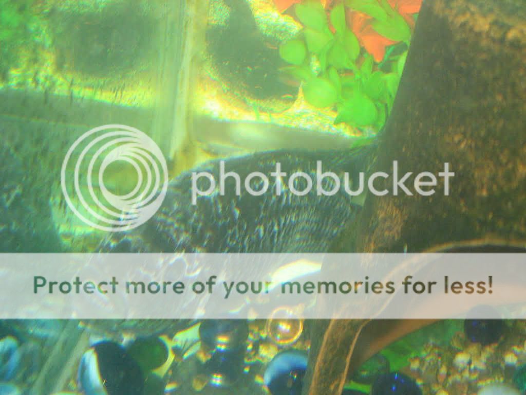 sickfish.jpg