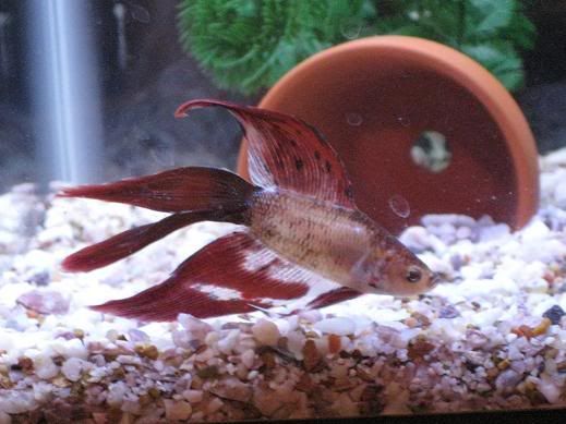 fish308.jpg