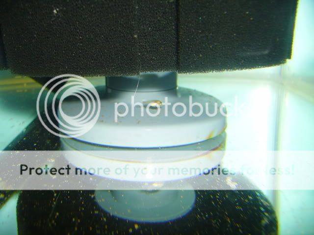 pollenihfry3weeks0721.jpg