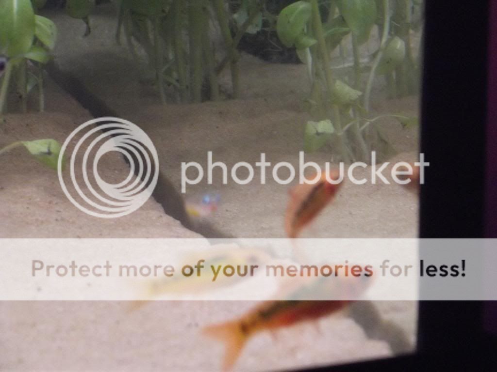 Goldenbarbs1_zpscc3217e4.jpg