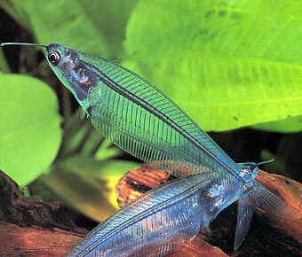 glass-catfish1.jpg