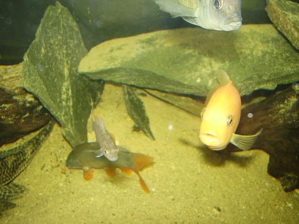 fish10.jpg