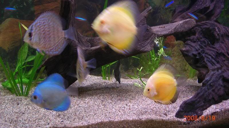 Discus1.jpg