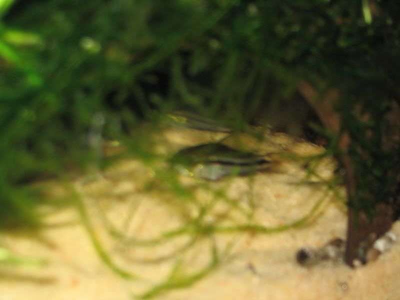 Pygmy2.jpg