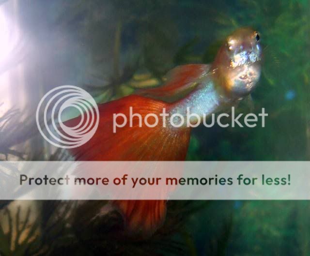 DSCF4523.jpg