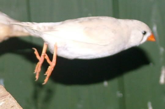 DSCF3678.jpg