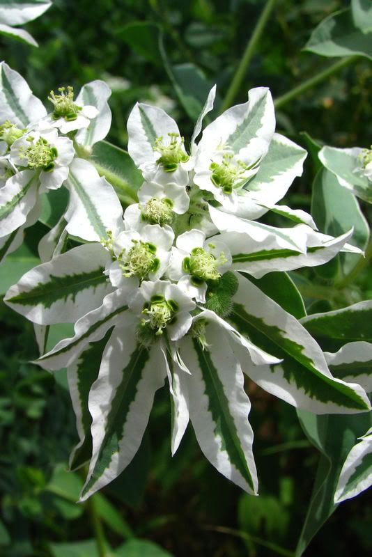 flower2.jpg