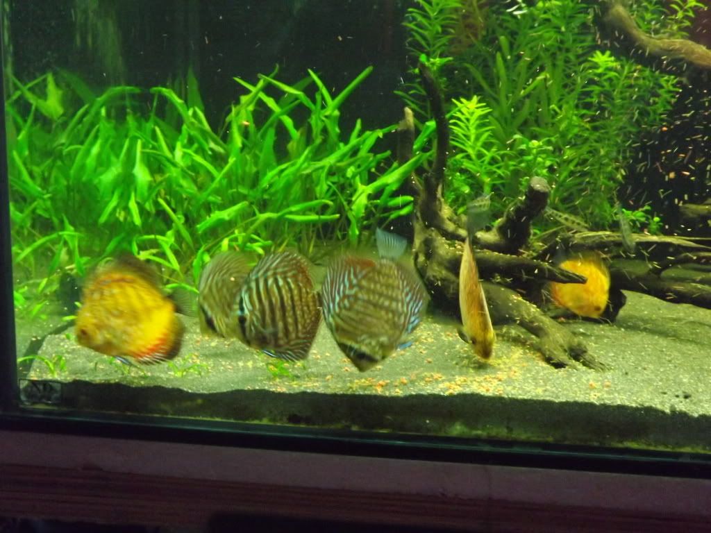 discus026.jpg