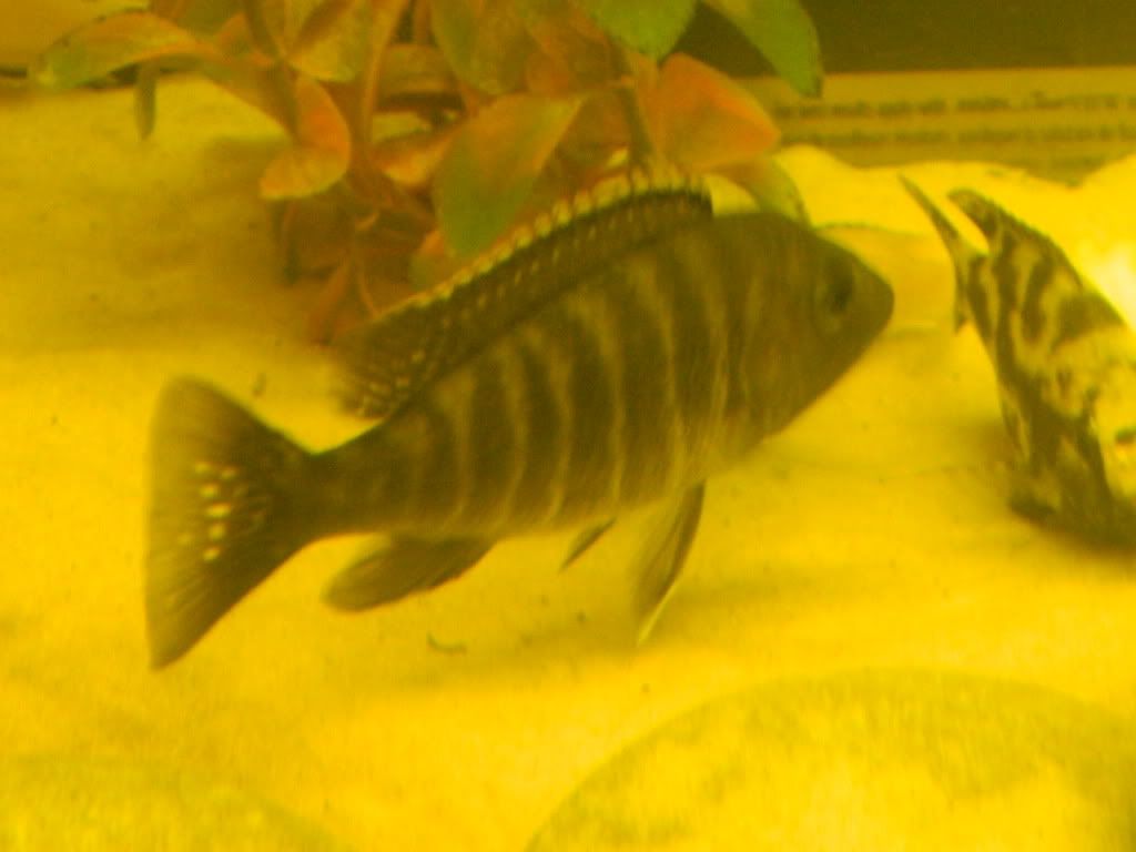 DSCN0776.jpg