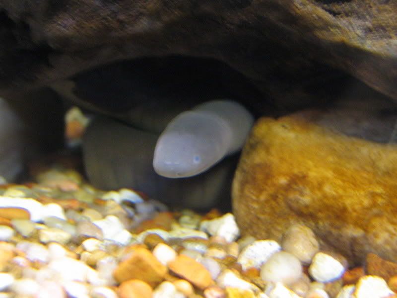 gurtrudae021.jpg