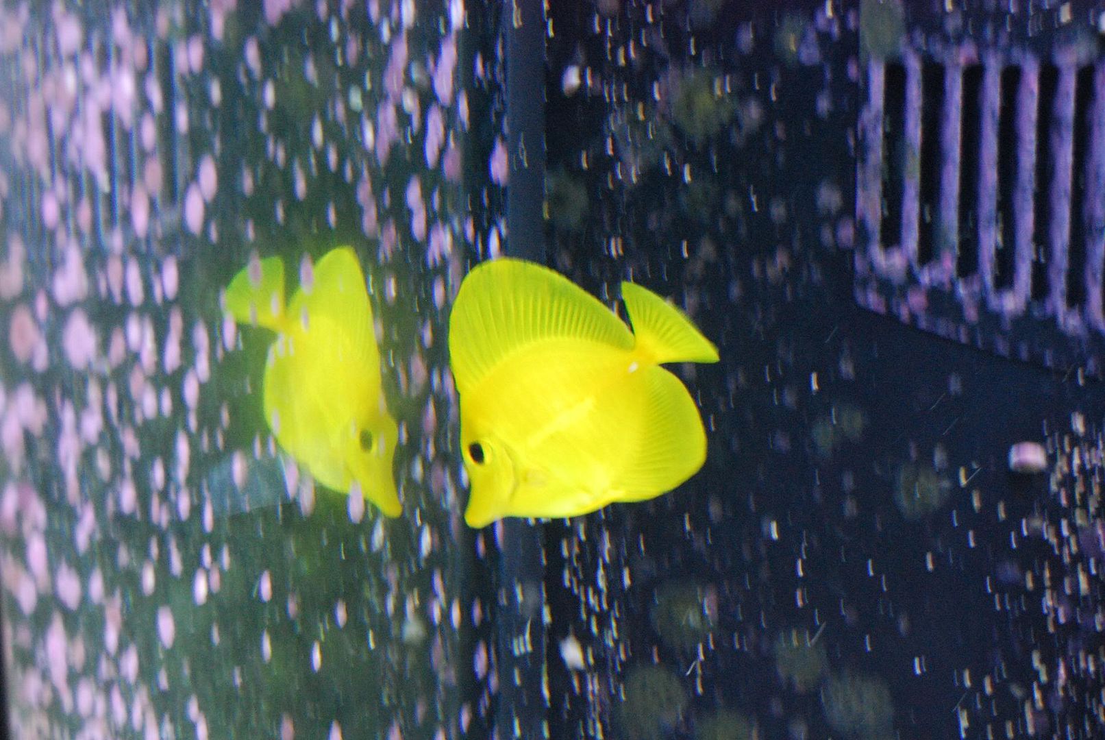 yellowtang.jpg