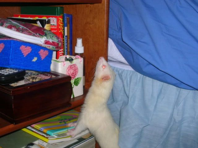 fuzzies064.jpg